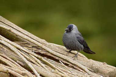 Avrasya küçük karga karga monedula ile açık Gaga taşa oturmuş. Geyik taş ile siyah kuş. Siyah kuş doğa ortamlarında. Kayanın üzerinde raven. Doğadan yaban hayatı sahne. Gri kuş