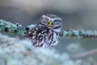 Küçük kuş doğa ortamlarında Çek Cumhuriyeti portresi. Doğadan yaban hayatı sahne. Kar ormanda olur. Kukumav, Orta Avrupa'nın beyaz larch ormandaki Athene noctua ile kış sahne.
