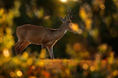 Pampa geyiği, Ozotoceros bezoarticus, yeşil çim, Pantanal, Brezilya oturuyor. Doğadan yaban hayatı sahne. Geyik, doğa yaşam alanı. Yaban hayatı Brezilya. İki memeliler, çim woodland. Akşam arka ışık
