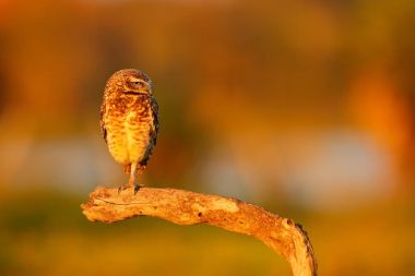 Oyuk baykuşu, Athene cunicularia, güzel bir akşam güneş ışığı, hayvan doğa ortamlarında, Mato Grosso, Pantanal, Brezilya ile gece kuş. Doğadan yaban hayatı sahne. Günbatımı ile şirin baykuş kuş