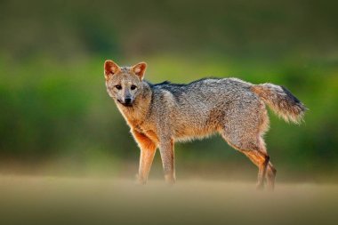 Yengeç yiyen tilki, Cerdocyon bin, orman fox, ahşap tilki veya Maikong. Vahşi köpek doğa ortamlarında. Yüz akşam portre. Yaban hayatı, Pantanal, Brezilya. Yeşil bitki örtüsü, sevimli vahşi fox. Brezilya seyahat.