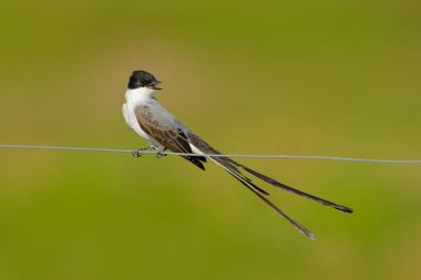 Sinekkapan, çatal kuyruklu Tyrannus savana, siyah, gri ve beyaz kuş çok uzun kuyruk, Pantanal, Brezilya ile. Sinekkapan açık fatura ile. Çit tel üzerinde oturan kuş