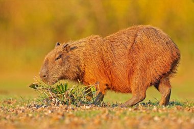 Capibara, Hydrochoerus hydrochaeris, günbatımı, Pantanal, Brezilya sırasında en büyük fare. Doğadan yaban hayatı sahne. Yaban hayatı Brezilya