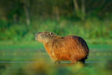 Capibara, Hydrochoerus hydrochaeris, ışık günbatımı sırasında Pantanal, Brezilya akşam ile su içinde en büyük fare. Doğadan yaban hayatı sahne. Yaban hayatı Brezilya. Memeli, beyaz diş ile açık namlu