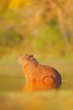 Capibara, Hydrochoerus hydrochaeris, ışık günbatımı sırasında Pantanal, Brezilya akşam ile su içinde en büyük fare. Doğadan yaban hayatı sahne. Yaban hayatı Brezilya. Memeli, beyaz diş ile açık namlu