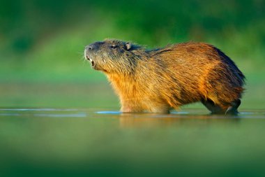 Capibara, Hydrochoerus hydrochaeris, ışık günbatımı sırasında Pantanal, Brezilya akşam ile su içinde en büyük fare. Doğadan yaban hayatı sahne. Yaban hayatı Brezilya. Memeli, beyaz diş ile açık namlu