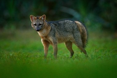 Yengeç yiyen tilki, Cerdocyon bin, orman fox, ahşap tilki veya Maikong. Vahşi köpek doğa ortamlarında. Yüz akşam portre. Yaban hayatı, Pantanal, Brezilya. Yeşil bitki örtüsü, sevimli vahşi fox. Brezilya seyahat.