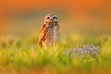 Oyuk baykuşu, Athene cunicularia, gece kuşu ile güzel bir akşam güneş, doğa ortamında, Mato Grosso, Pantanal, Brezilya hayvan. Yaban hayatı sahne doğadan, vahşi Brezilya baykuş. Çim büyük gözleri. 