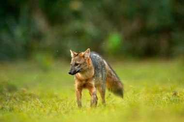 Yengeç yiyen tilki, Cerdocyon bin, orman fox, ahşap tilki veya Maikong. Vahşi köpek doğa ortamlarında. Yüz akşam portre. Yaban hayatı, Pantanal, Brezilya. Yeşil bitki örtüsü, sevimli vahşi fox. Brezilya seyahat.