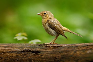 Bayağı çit kuşu, Troglodytes troglodytes, kahverengi songbird oturan su, güzel liken ağaç dalı, kuş doğa ortamlarında bahar - zaman, Almanya iç içe geçirme