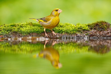Yeşil ve sarı songbird Florya sarı larch dalı ile açık gri arka plan üzerinde oturan, Carduelis chloris. Yaban hayatı sahne vahşi sonbahar. Doğa. Kuş, ayna yansıması