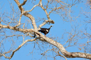 Ortak Boru hattların başka şekilli Guan, Pipile pipile, vahşi doğadan hayvan sahne. Pantanal Brezilya Güney Amerika'da kuş gözlem. Ormandan gelen nadir kuş. Yaban hayatı sahne, tropic doğa. Kret ile kuşu.