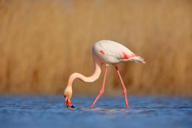 Güzel pembe büyük kuş büyük Flamingo, akşam güneşi, Camargue, Fransa ile su Phoenicopterus ruber. Doğada yabani hayvanlar ve bitkiler sahne. Su besleme kuş. Hayvan davranış.