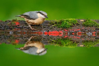 Bayağı sıvacı kuşu, Sitta europaea, güzel sarı ve mavi-gri songbird oturma yakınındaki su, doğa orman Habitat kuş, Almanya'da şarkı kuş. Kuş ayna yansıması. Sıvacı kuşu