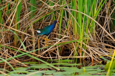 Mor moorhens, Porphyrio martinicus, kuş yiyen çim. Göl, kuş Pantanal, Brezilya moorhens, yeşil bitki örtüsü. Sanat göster ow vahşi doğa, yaban hayatı Brezilya.