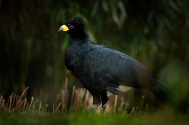 Curassow, çıplak yüzlü Crax fasciolata, yellew bill doğa Habitat, Barranco Alto, Pantanal, Brezilya ile büyük siyah kuş. Yeşil tropik orman kuştan
