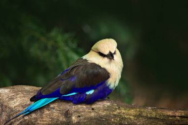 Roller, doğa ortamlarında Coracias cyanogaster mavi karınlı. Yabani kuş formu Liberya Afrika. Beyaz baş ormandaki ağaç gövdesi üzerinde oturan güzel kuş. Yaban hayatı sahne doğadan