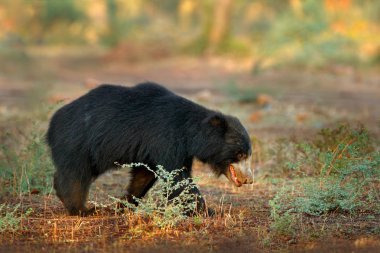 Tembel ayı, Melursus ursinus, Ranthambore Milli Parkı, Hindistan. Vahşi tembel ayı doğa yaşam alanı, yaban hayatı fotoğraf. Hindistan'da tehlikeli siyah hayvan. Yabani hayvanlar ve bitkiler Asya. Asya orman yolda Bute hayvan.