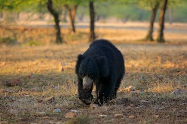 Tembel ayı, Melursus ursinus, Ranthambore Milli Parkı, Hindistan. Vahşi tembel ayı doğa yaşam alanı, yaban hayatı fotoğraf. Hindistan'da tehlikeli siyah hayvan. Yabani hayvanlar ve bitkiler Asya. Asya orman yolda Bute hayvan.