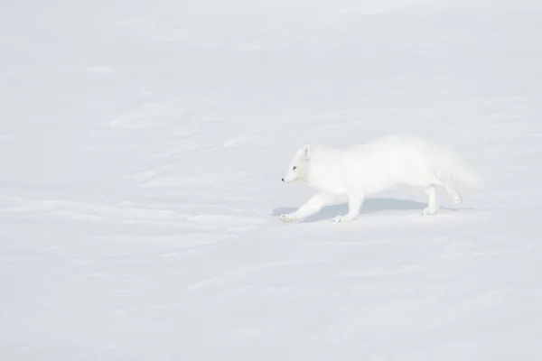 Polar fox in habitat, winter landscape, Svalbard, Norway. Beautiful animal in snow. Running white fox. Wildlife action scene from nature, Vulpes lagopus, in the nature habitat. Cold winter with fox.