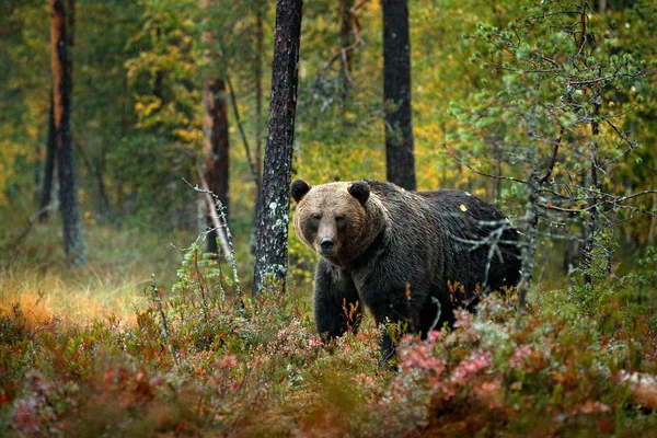 Medve Rejtett Sárga Erdőben Őszi Fák Medve Gyönyörű Barna Medve — Stock Fotó