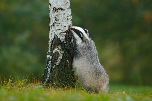 Badger in forest, animal nature habitat, Germany, Europe. Wildlife scene. Wild Badger, Meles meles, animal in wood. European badger, autumn birch green forest. Mammal environment, rainy day.