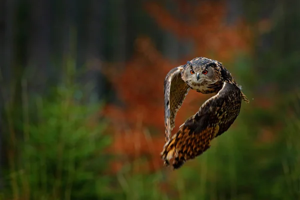 Voando Eurasian Eagle Owl Bubo Bubo Com Asas Abertas Habitat — Fotografia de Stock