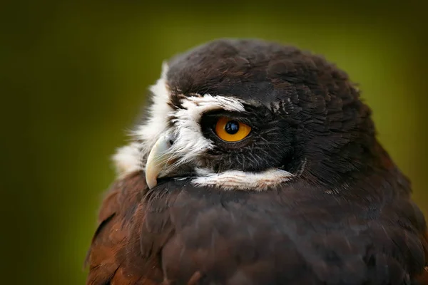 Burung Hantu Berkacamata Pulsatrix Perspicillata Burung Hantu Besar Habitat Alam — Stok Foto