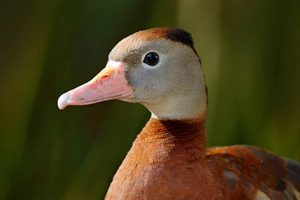 Black Bellied Whistling Duck Dendrocygna Autumnalis Brown Birds Water March — Stock Photo, Image