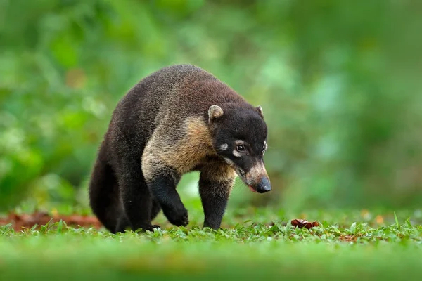 アライグマ タイリクイタチ ツリーの国立公園 コスタリカ 森の中の動物 長い尾を持つタヌキ 自然の生息地での哺乳類 コスタリカの熱帯の動物 — ストック写真