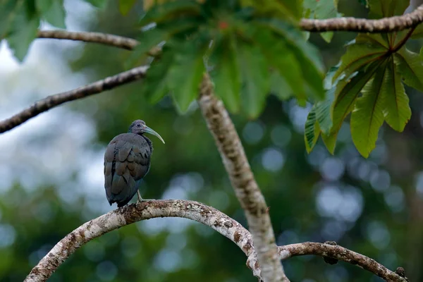 Green Ibis Mesembrinibis Cayennensis Cayenne Ibis Sentado Árvore Pássaro Habitat — Fotografia de Stock