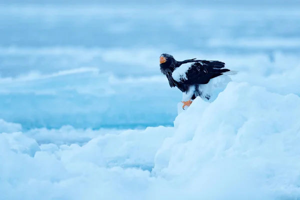 Stellers Sea Eagle Haliaeetus Pelagicus Fågel Med Fånga Fisk Med — Stockfoto