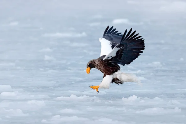 雪とイーグルの冬景色 まれな鷲 オオワシ Haliaeetus サハリンの背景の青い空と 猛禽類を飛んでします 自然の山の生息地とイーグルします — ストック写真