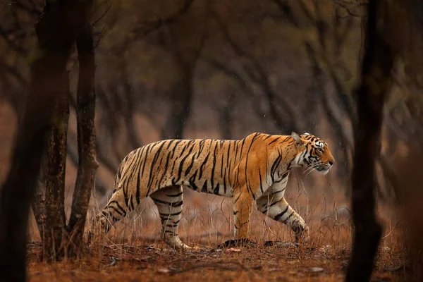 Tigre Indio Animal Salvaje Peligroso Hábitat Natural Ranthambore India Gran — Foto de Stock