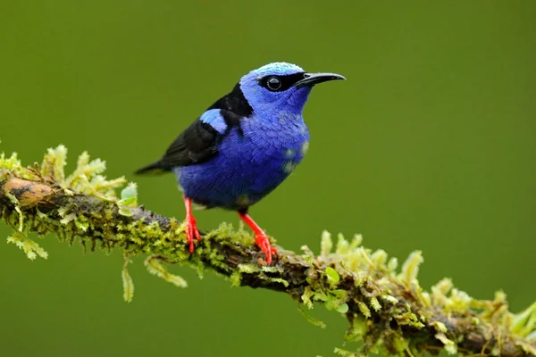 Red Legged Suikervogel Cyanerpes Cyaneus Exotische Tropic Blauwe Vogel Met — Stockfoto