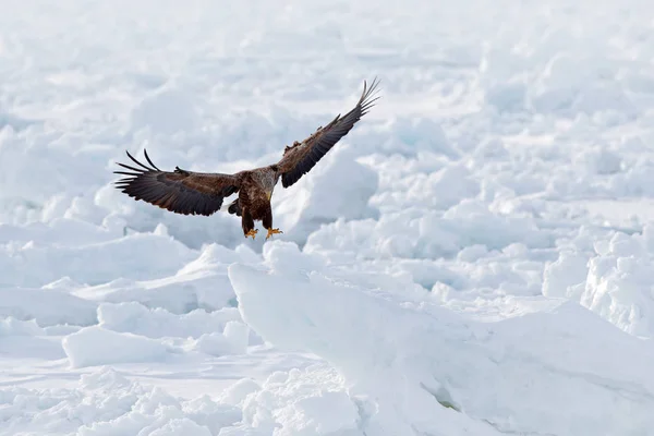 大きなワシ オジロワシ Haliaeetus アマオブネ 北海道 日本のフライトします 氷でアクション野生動物シーン 飛ぶワシします イーグルの魚との戦い 獲物の鳥の冬景色 — ストック写真