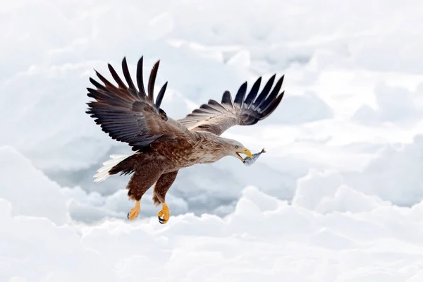 독수리 Haliaeetus Albicilla 홋카이도 장면입니다 비행에이 물고기와 독수리의 싸움입니다 먹이로 — 스톡 사진