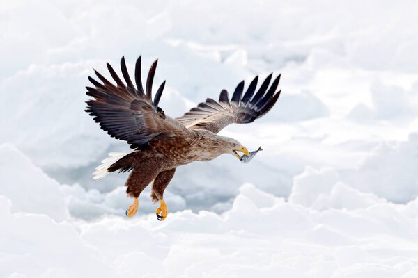 Белохвостый орёл, Haliaeetus albicilla, Хоккайдо, Япония. Действие сцены дикой природы со льдом. Орел летит. Орлиный бой с рыбой. Зимняя сцена с хищной птицей. Большие орлы, снежное море
. 