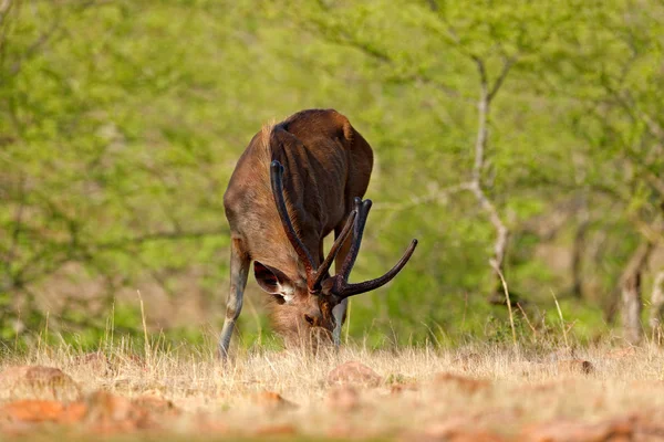 Veado Sambar Rusa Unicolor Animal Grande Subcontinente Indiano Rathambore Índia — Fotografia de Stock