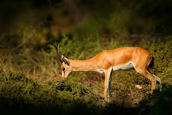 印度羚羊或 Chinkara Bennettii 印度次大陆 Rathambore 自然栖所 贝娄雄伟强大的成年动物在干森林 大动物 — 图库照片