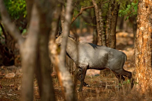 Cervo Del Sambar Rusa Unicolor Grande Animale Subcontinente Indiano Rathambore — Foto Stock