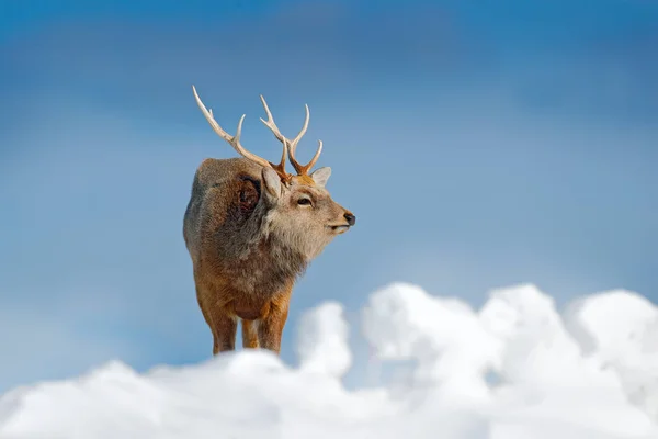 エゾシカ エゾシカ 雪の草原では 冬の山 森のバック グラウンドで 自然の生息地 冬のシーンで角を持つ動物 野生動物の自然 北海道します — ストック写真