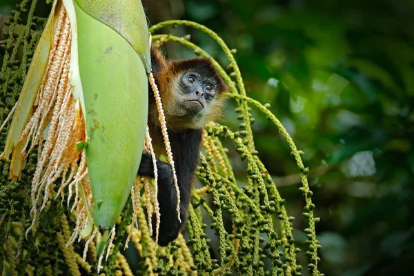 Apa Palm Gröna Vilda Djur Costa Rica Svart Manna Spider — Stockfoto