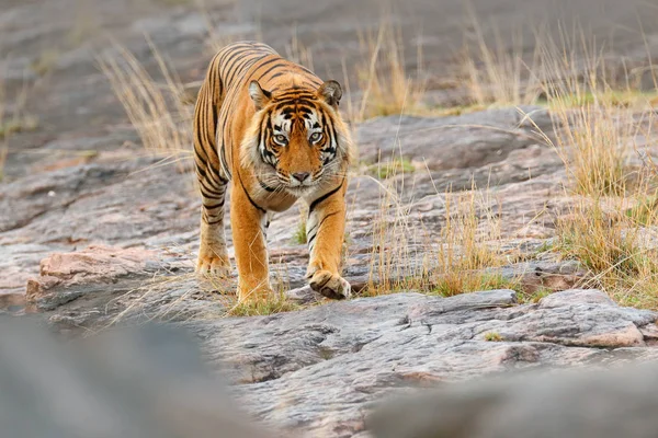 インドの虎 ランタン ボール インド 自然生息地で野生の危険な動物 大きな猫 絶滅危惧種の哺乳類 素敵な毛皮のコートです 石の岩の上の虎 ベンガルトラ古い乾燥森を歩きます — ストック写真