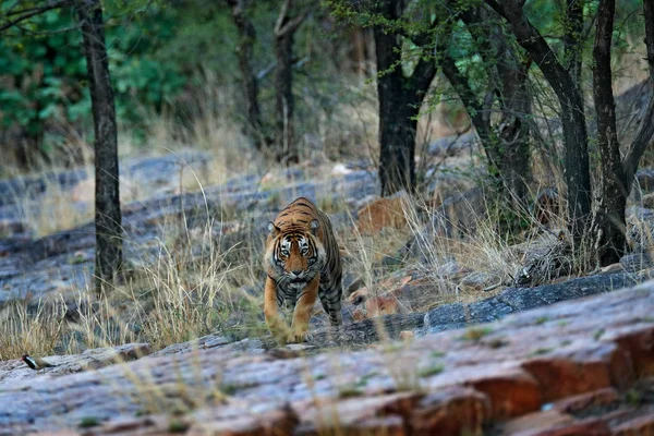 Hint Kaplan Vahşi Tehlike Hayvan Doğa Yaşam Ranthambore Hindistan Büyük — Stok fotoğraf