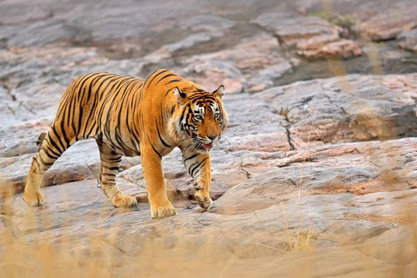 Indian tiger, wild danger animal in nature habitat, Ranthambore, India. Big cat, endangered mammal, nice fur coat. End of dry season, monsoon. Bengal tiger walking on grey rock stone Hidden in forest