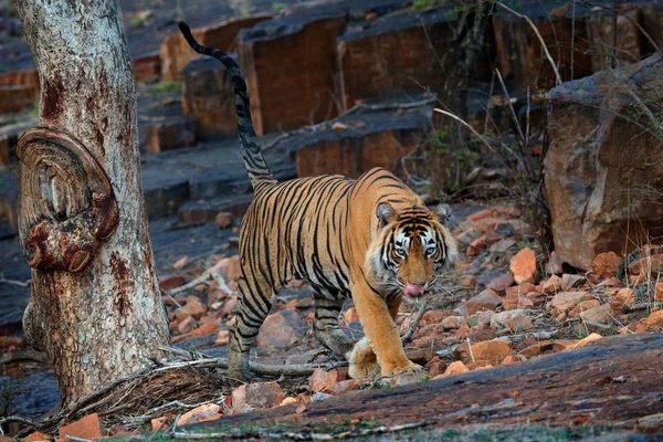 Indian tiger, wild danger animal in nature habitat, Ranthambore, India. Big cat, endangered mammal, nice fur coat. End of dry season, monsoon. Bengal tiger walking in old dry forest. Hidden in forest.