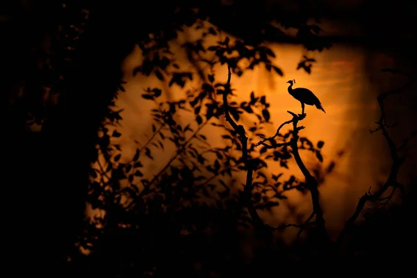 Oiseau Coucher Soleil Orange Indian Peafoul Oiseau Montre Cour Dans — Photo