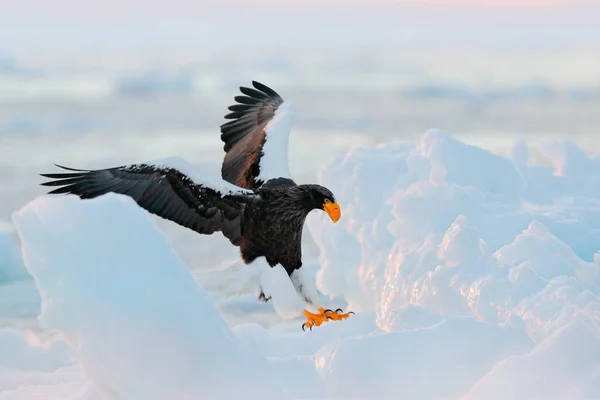 Eagle landing ice. Winter Japan with snow.  Wildlife action behaviour scene from nature. Wildlife Japan. Steller\'s sea eagle, bird with catch fish, with white snow, Hokkaido, Japan. Morning sun.