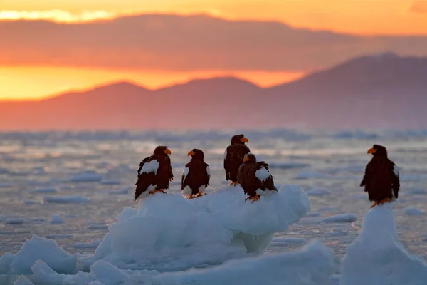 Aigle Flottant Mer Sur Glace Bel Aigle Mer Steller Haliaeetus — Photo